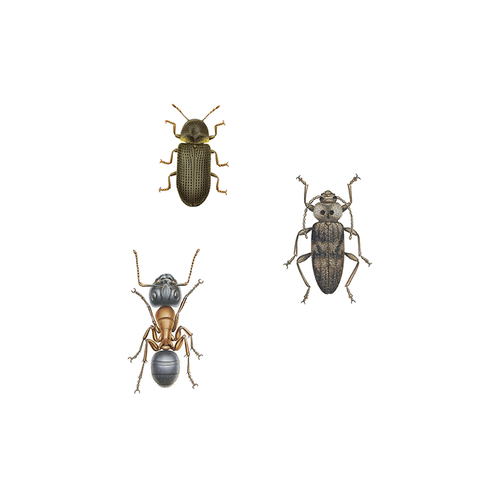 Träskadeinsekter illustration