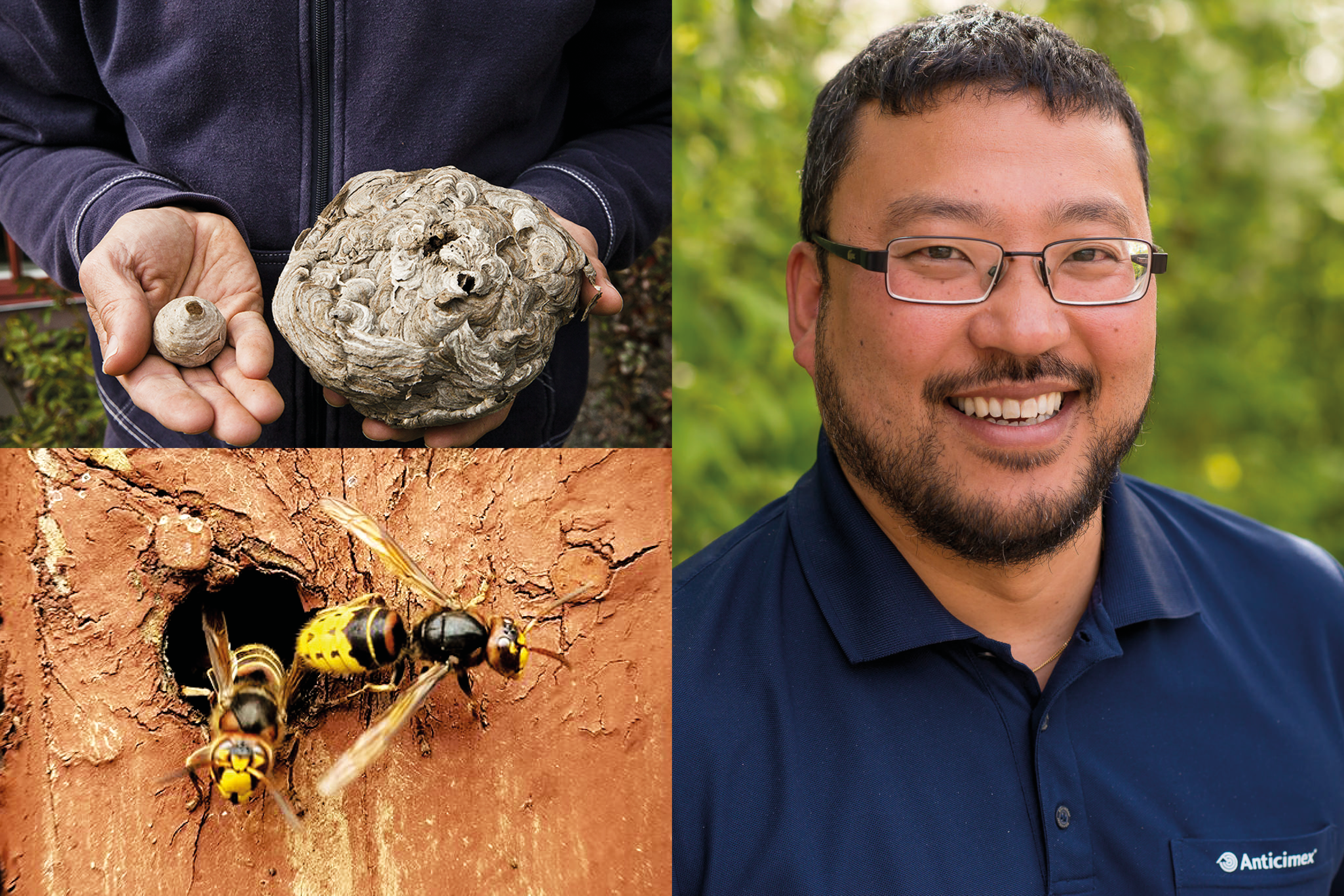 Collage med Anticimex biolog och skadedjursexpert Thomas Persson Vinnersten, händer som håller i ett litet och ett stort getingbo samt bålgetingar som flyger in och ut ur ett kvisthål i träfasaden