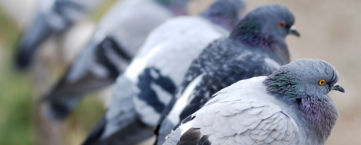 Duvor sitter på gren