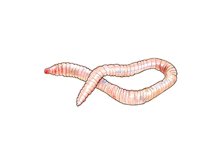 Maskar - vad är det för mask? - Anticimex