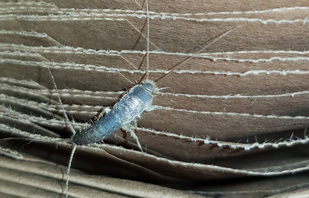 Långsprötad silverfisk på kartong