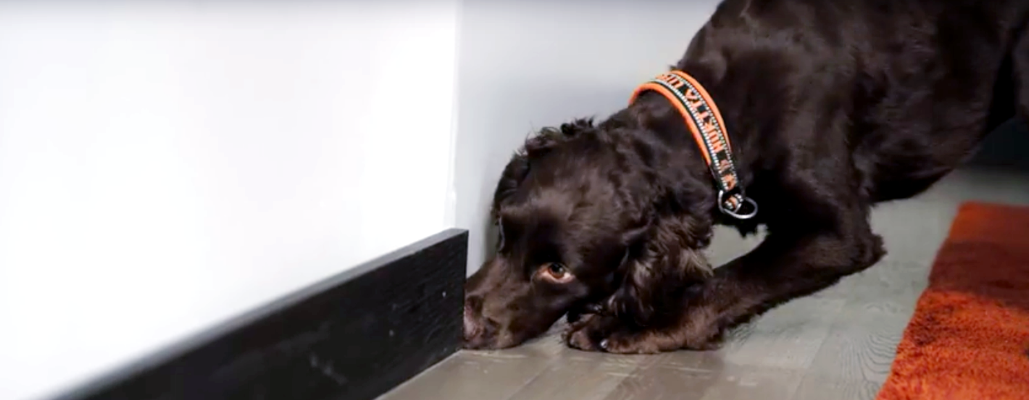 Hund söker vägglöss