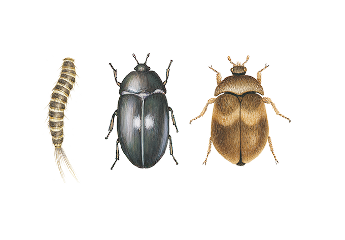 Pälsängrar - så slipper du problem med pälsänger - Anticimex