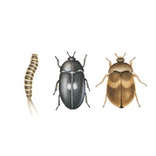 Illustration av pälsängrar