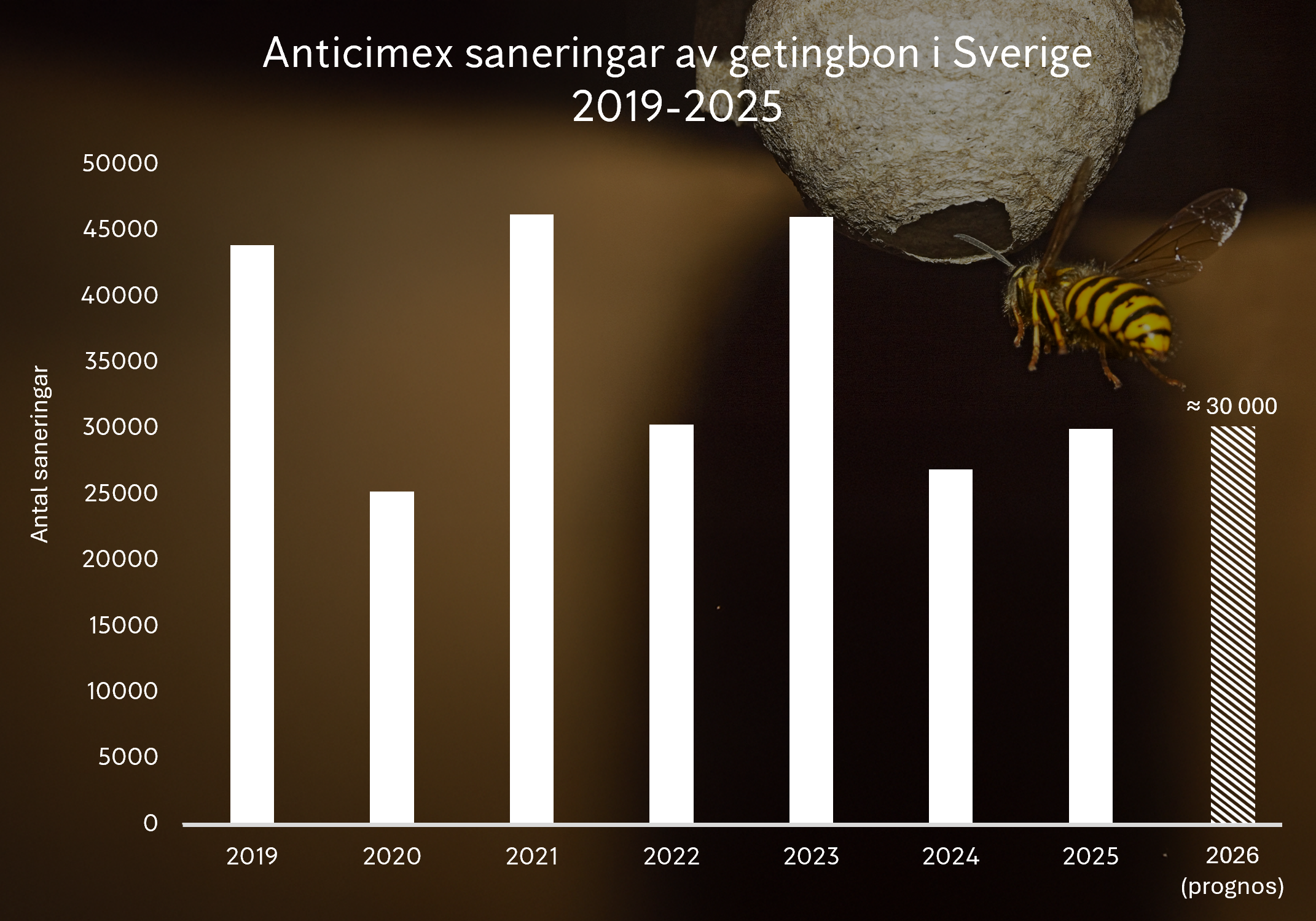 Vitt stapeldiagram över Anticimex saneringar av getingbon i Sverige 2019-2025 på en bakgrund med en geting som flyger mot ett nyetablerat bo.