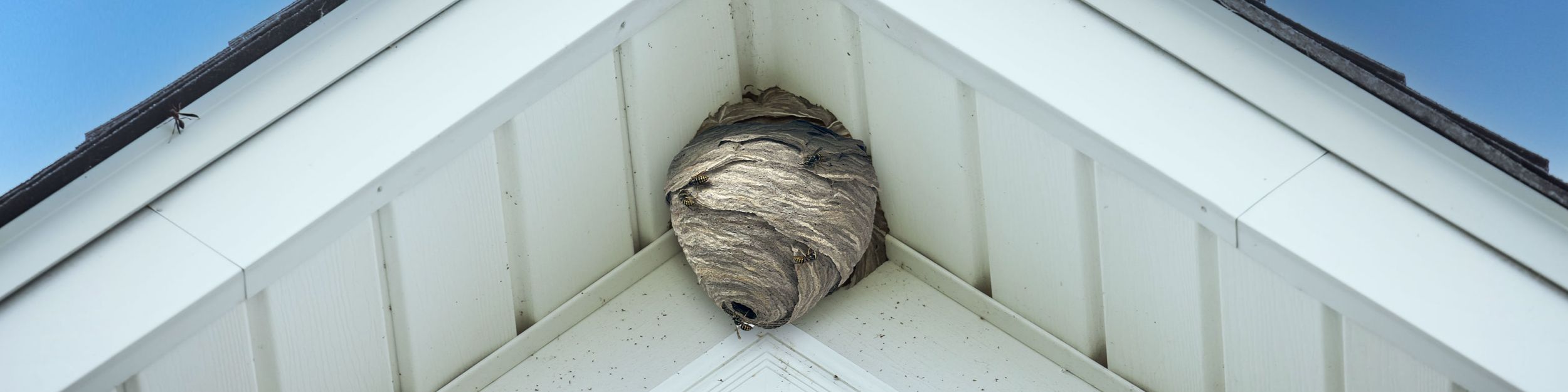 Visste du det här om getingar?