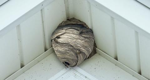 Visste du det här om getingar?