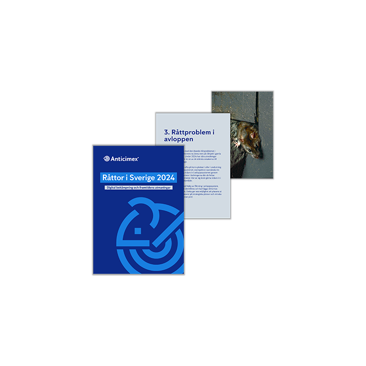 Framsida och två extra sidor på Anticimex råttrapport 2025