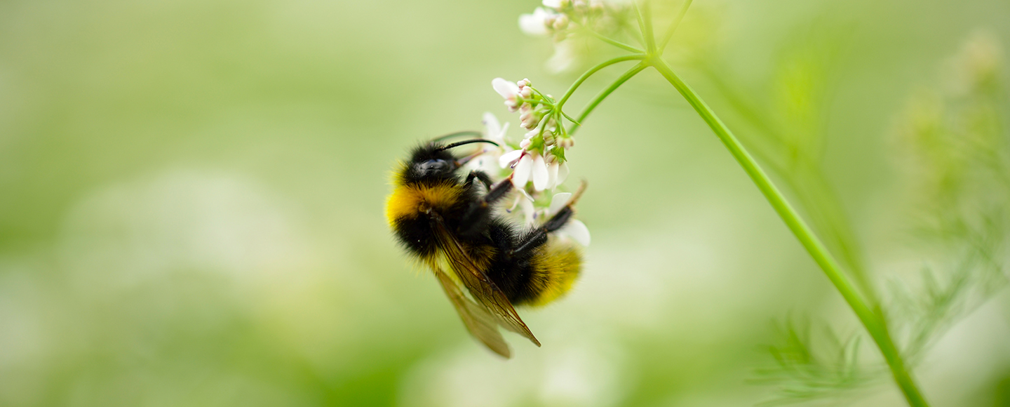 Humla på vit blomma