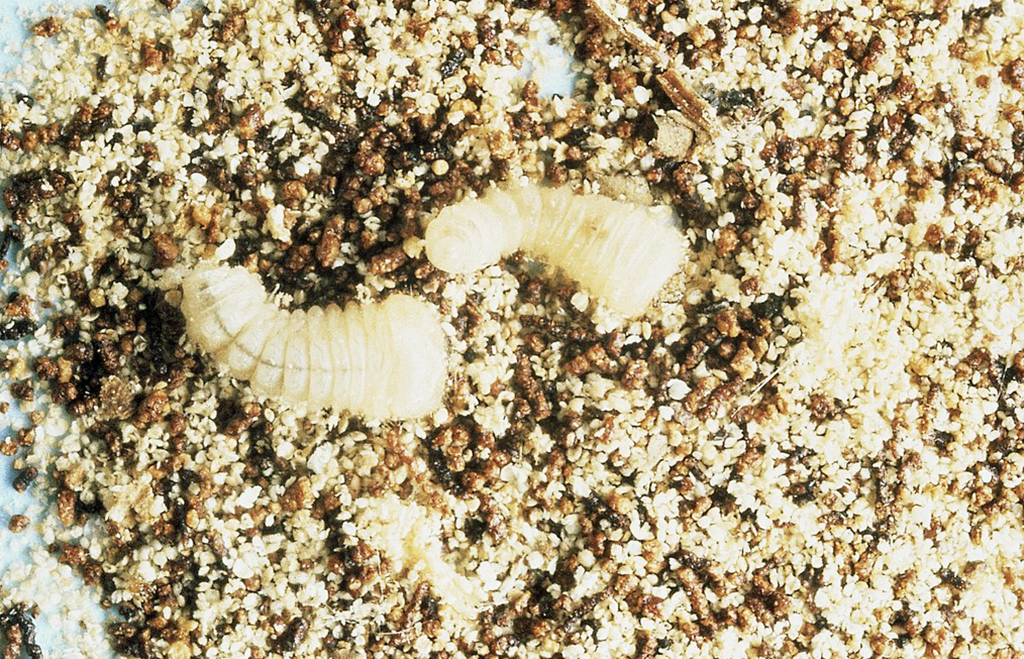 Blåhjon, larver i gryn