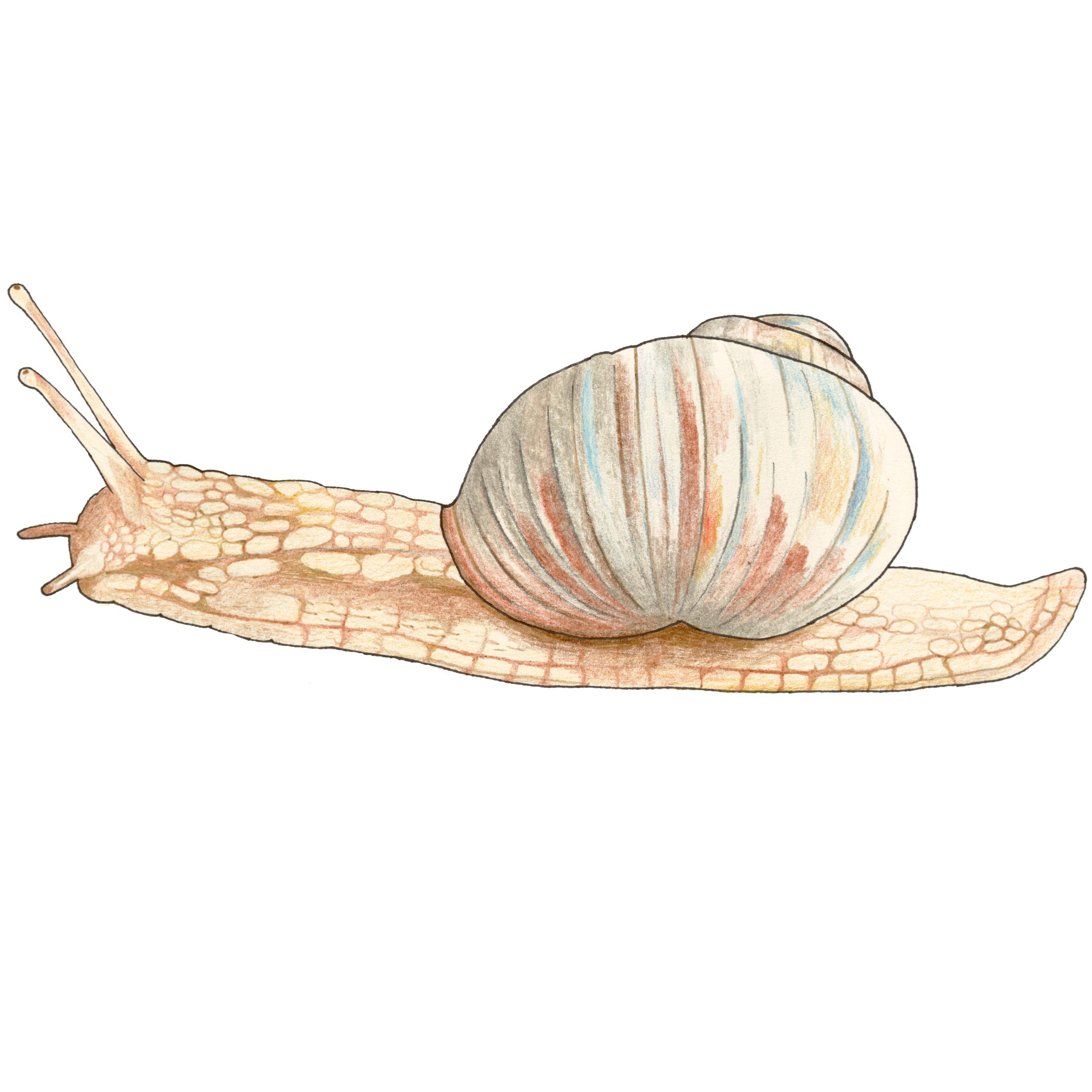 Snäcka, illustration