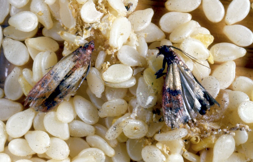 Fruktmott i sesamfrön