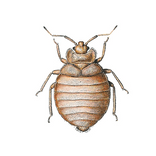 Pälsängrar - så slipper du problem med pälsänger - Anticimex