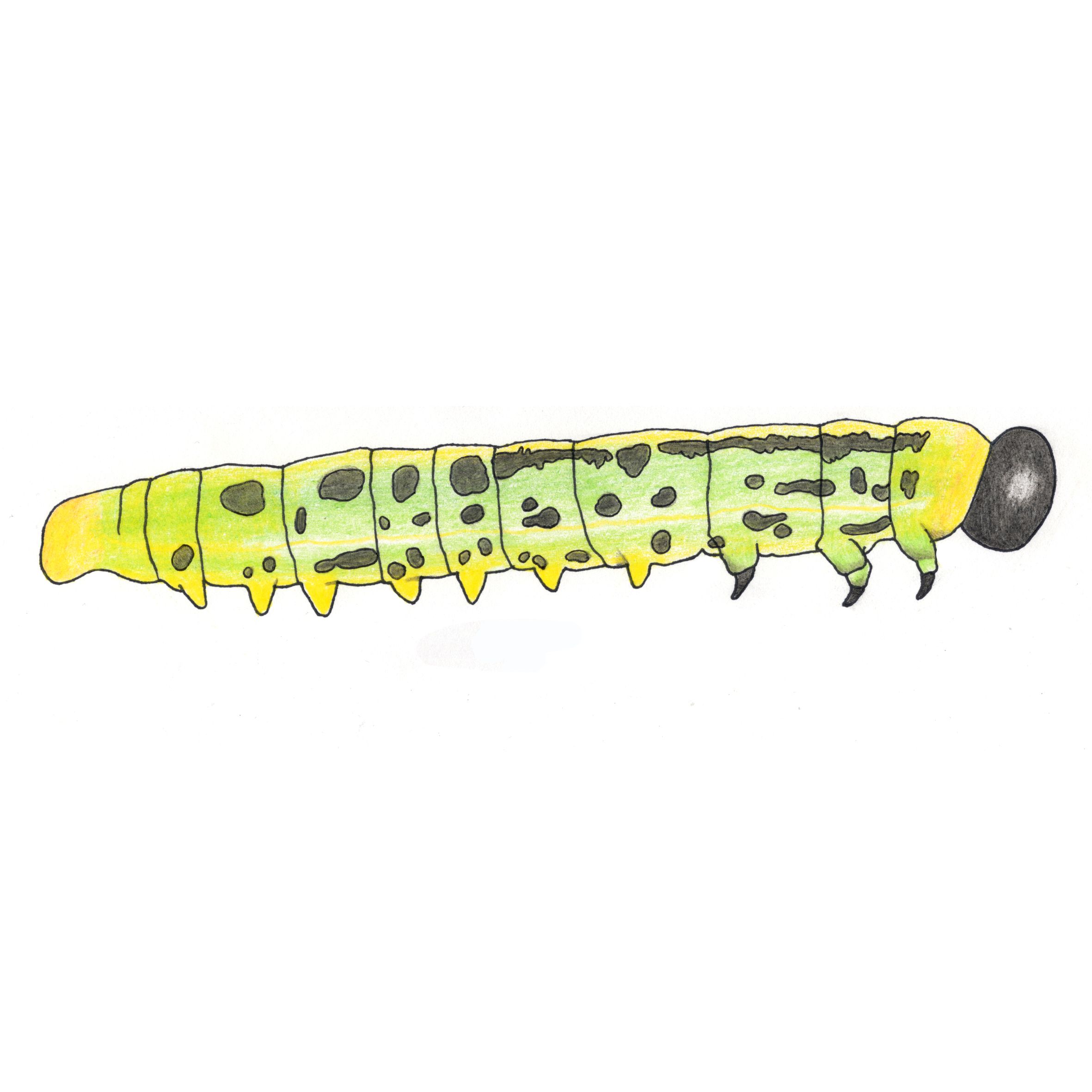 växtstekel, larv, illustration