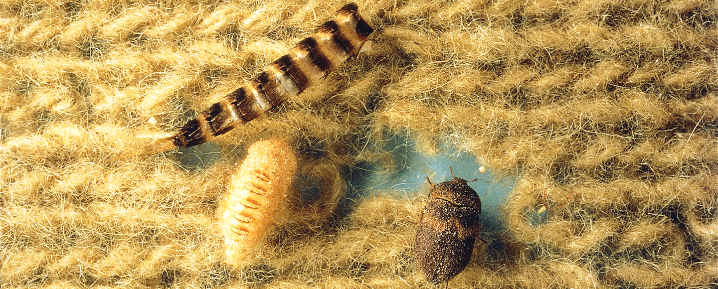 Pälsängrar på stickat material med hål