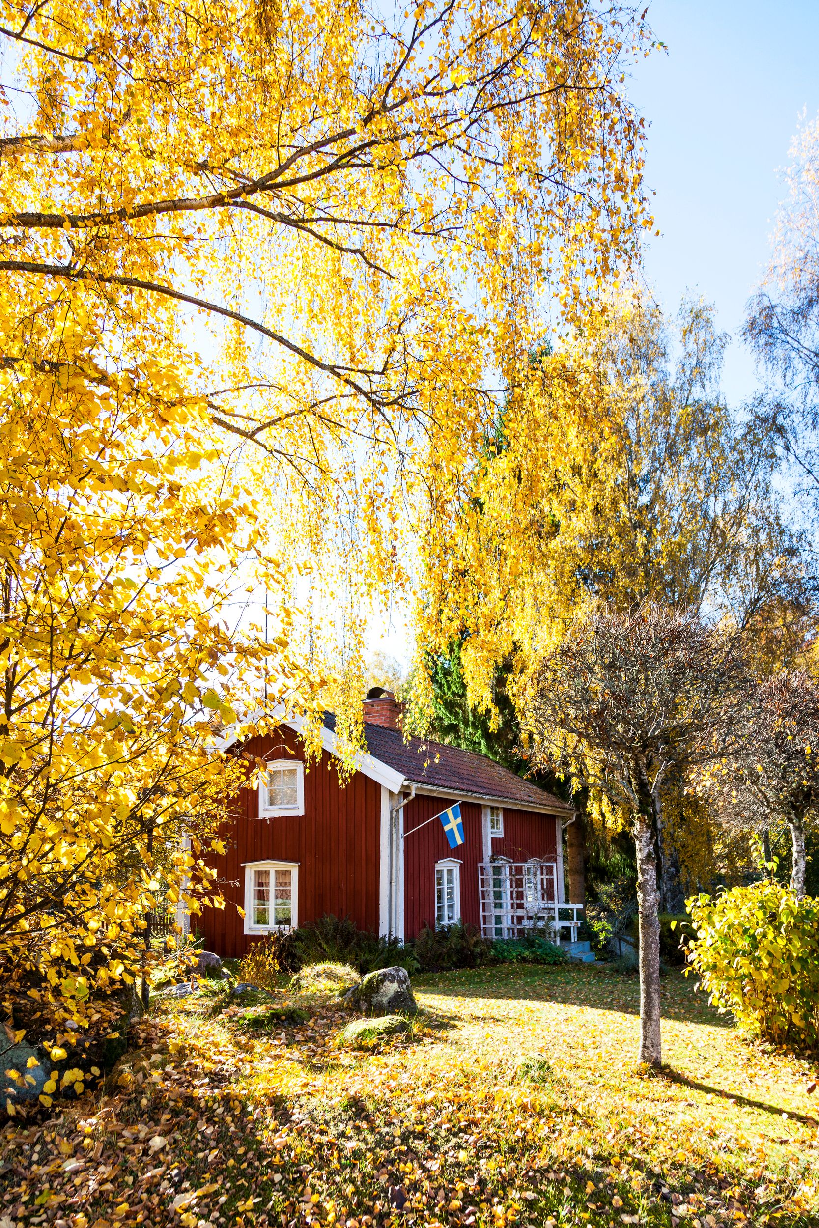 Rött trähus med vita knutar med gula höstlöv i förgrund