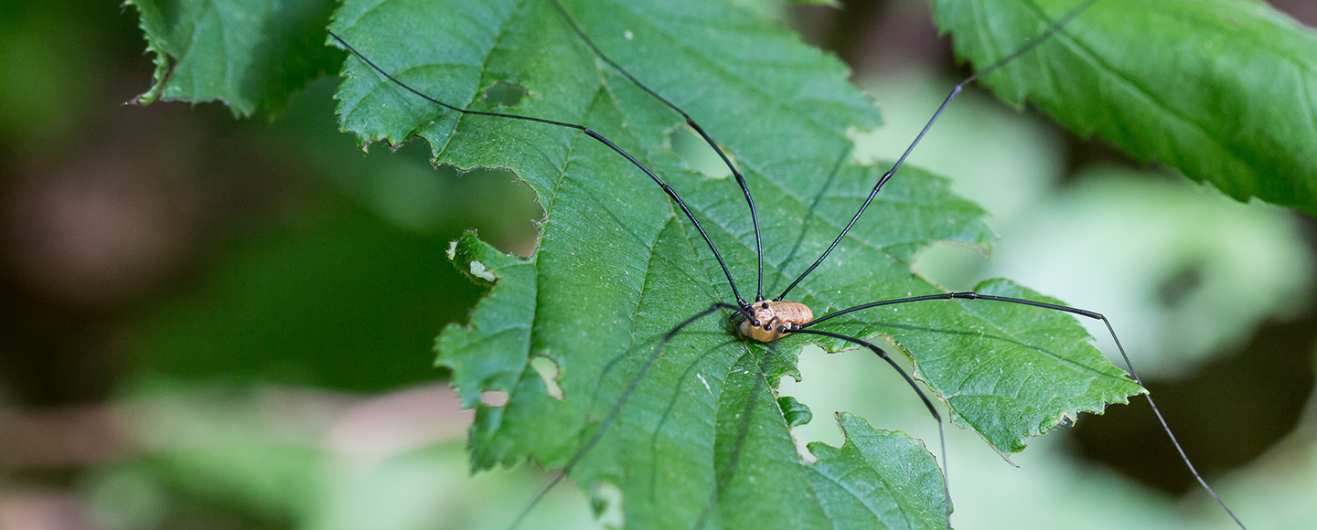 Lockespindel på blad