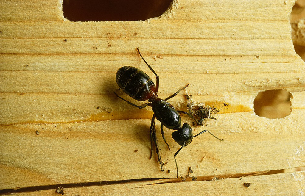 Hästmyra på angripet virke