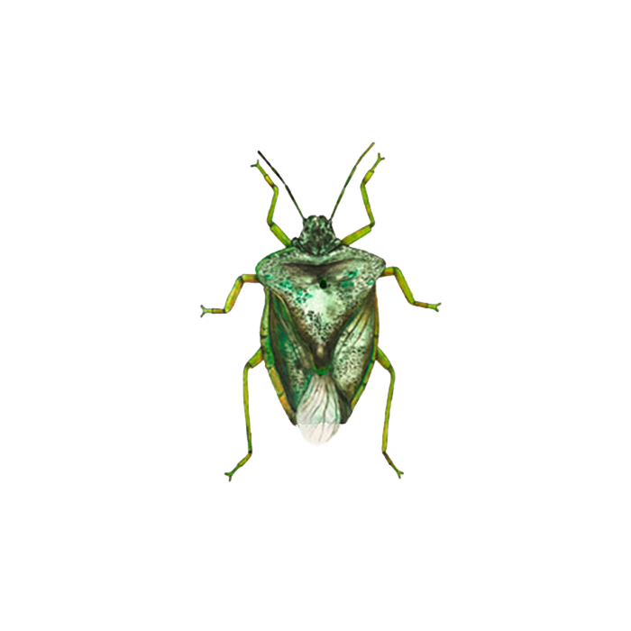 Skinnbagge illustration