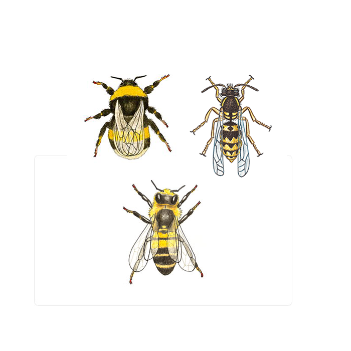 Illustration av steklar