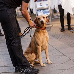 Vägglushund ute på gata
