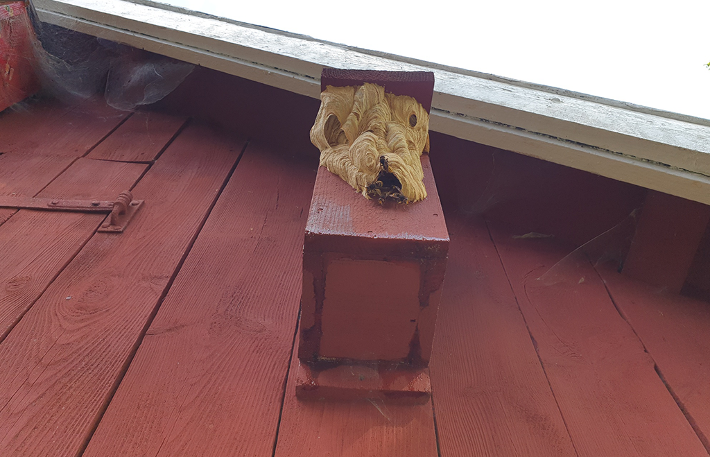Bålgetingbo i fågelholk på hus