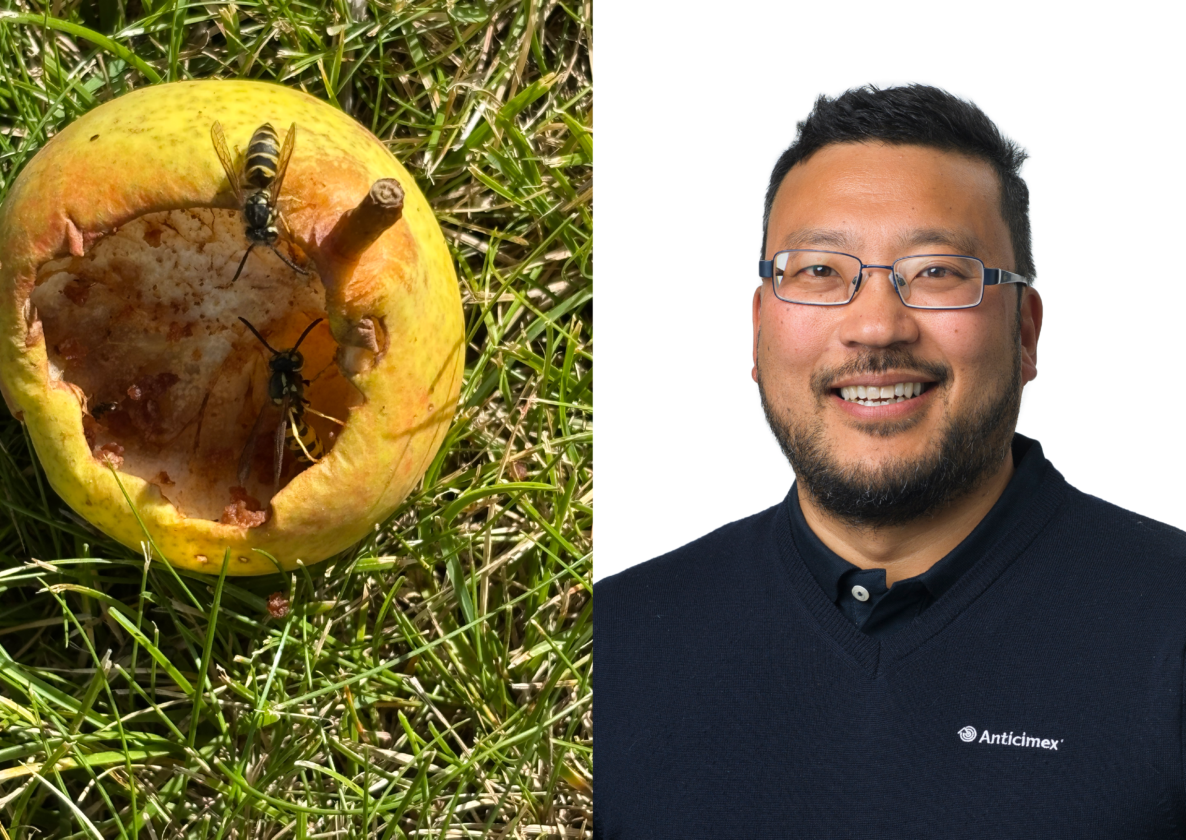 Collage med två getingar som äter på fallfrukt i trädgården och porträtt av Anticimex biolog och skadedjursexpert Thomas Persson Vinnersten