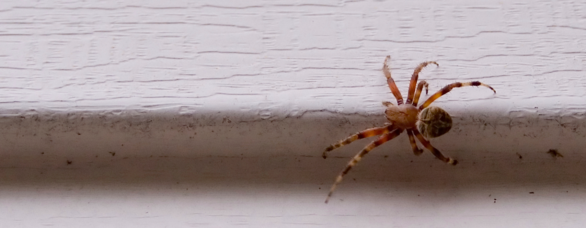 Spindel på vägg
