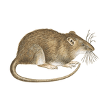 Illustration av råtta