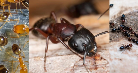 Kollage av tre bilder på myror