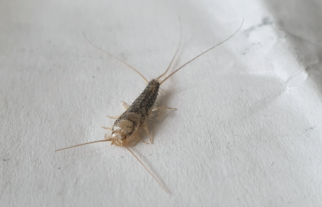 Långsprötad silverfisk på vit bakgrund