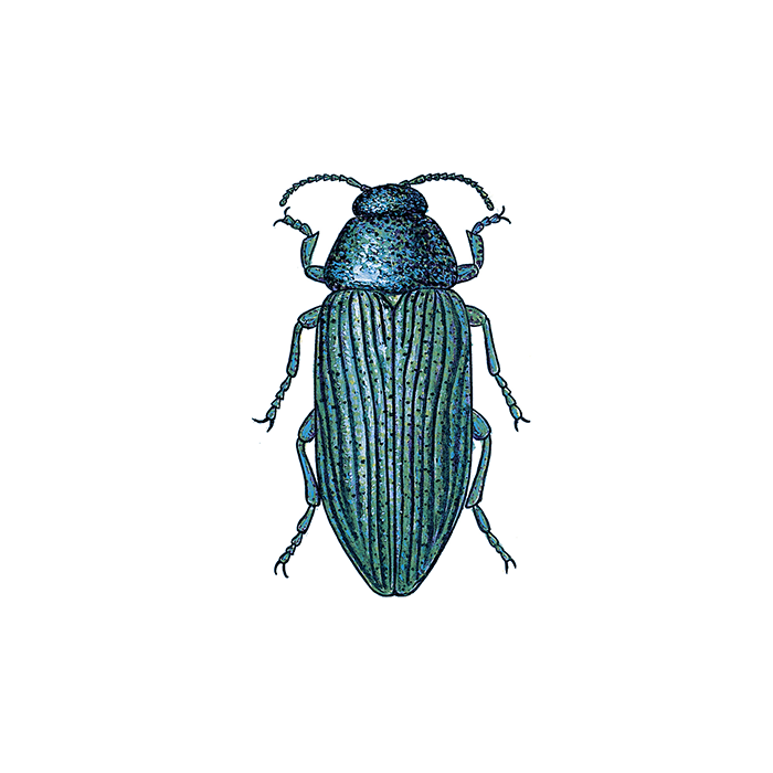 Illustration av praktbagge