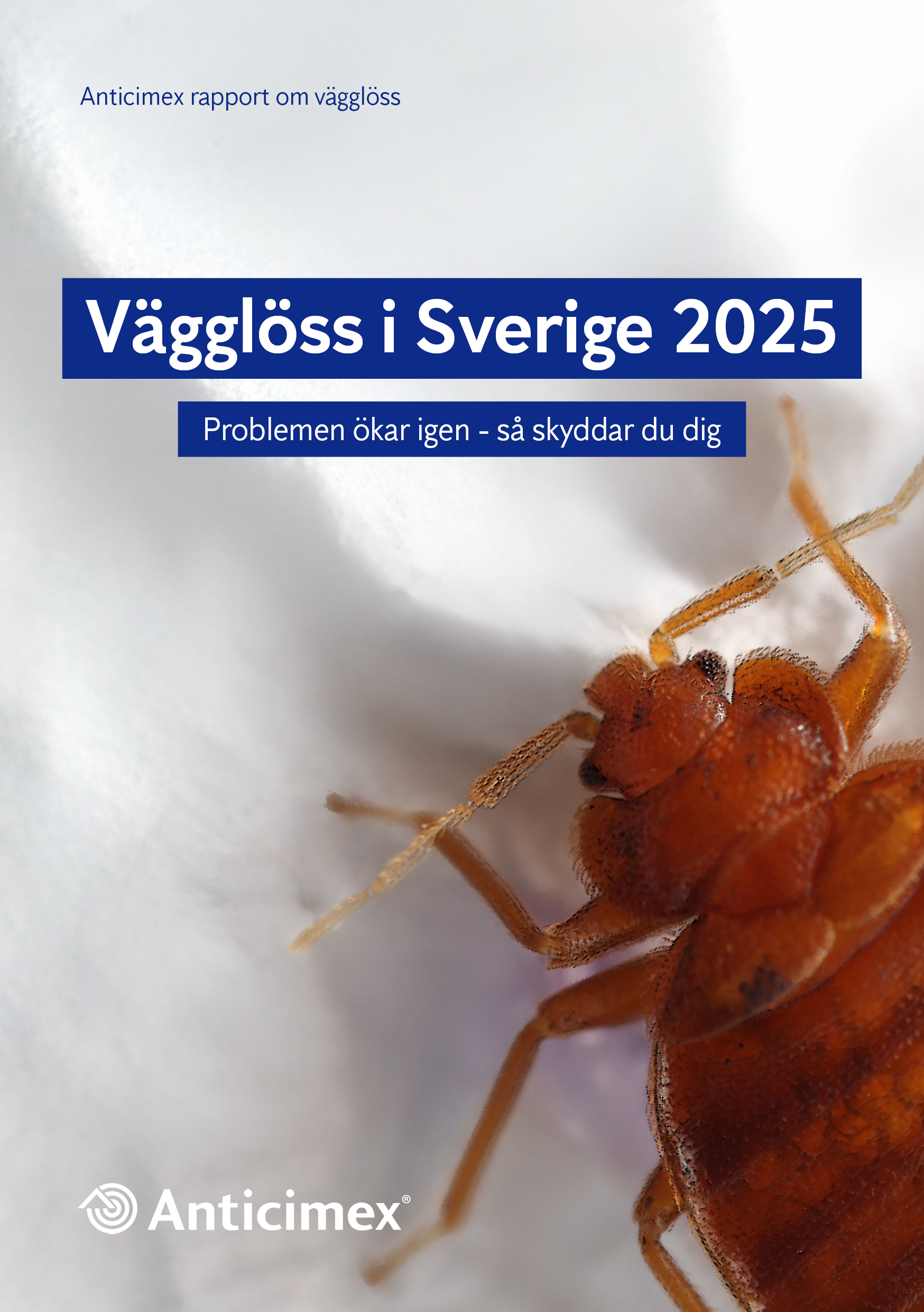Framsida Anticimex rapport med vit text på blå bakgrund "Vägglöss i Sverige 2025 - problemen ökar igen" och en bild på en vägglus i förgrunden.