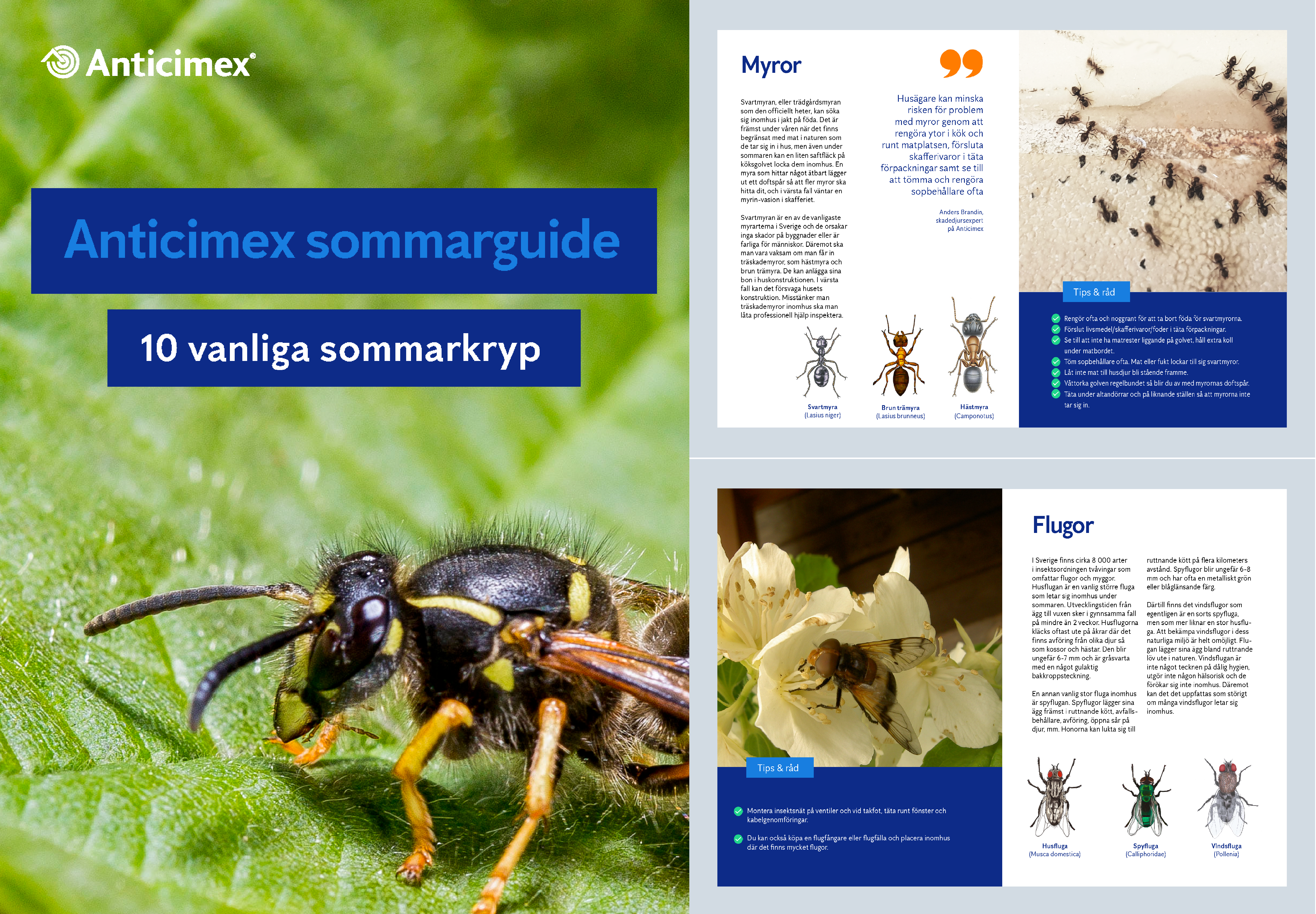 Collage med framsida på Anticimex sommarguide på en grön bakgrund med en geting och två sidor från guiden som visar myror och flugor