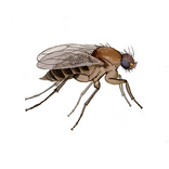 Illustration av puckelfluga