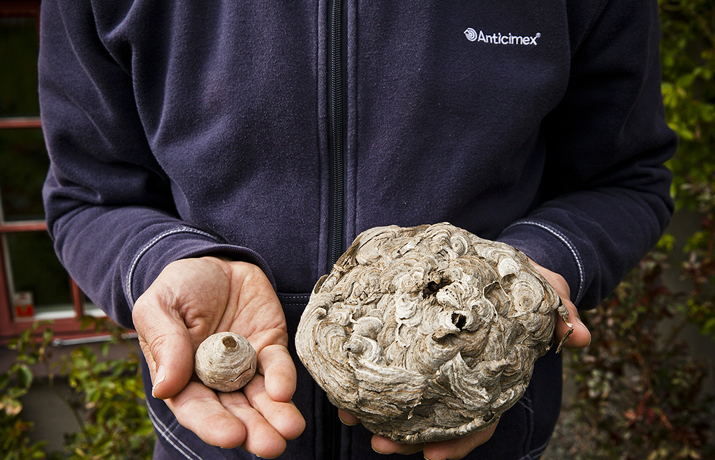 Getingbon, litet och stort