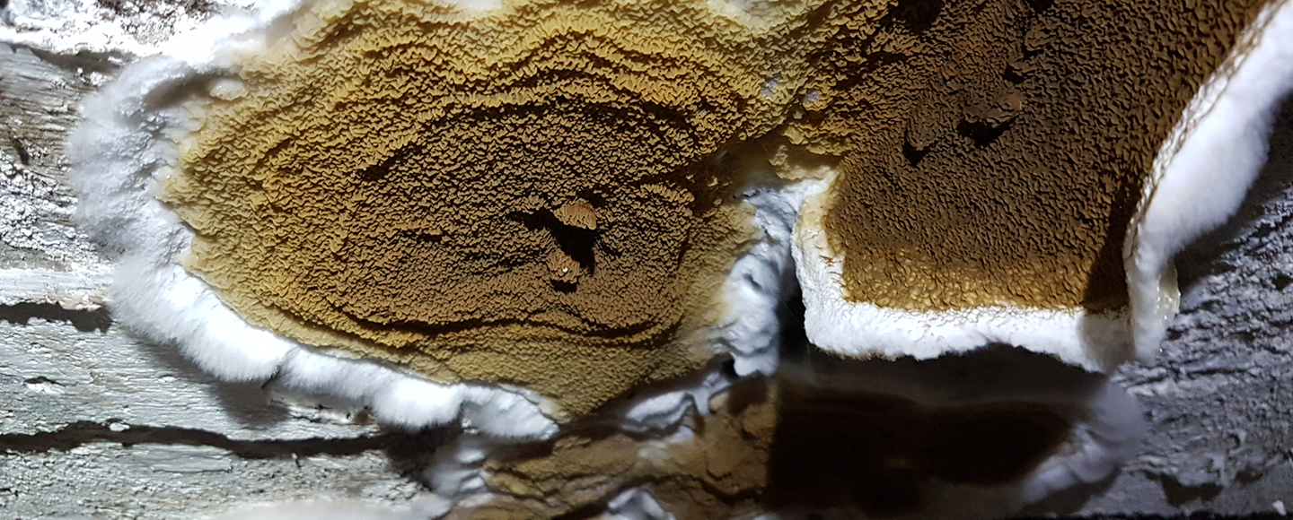 Äkta hussvampangrepp