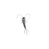 Illustration på långsprötad silverfisk