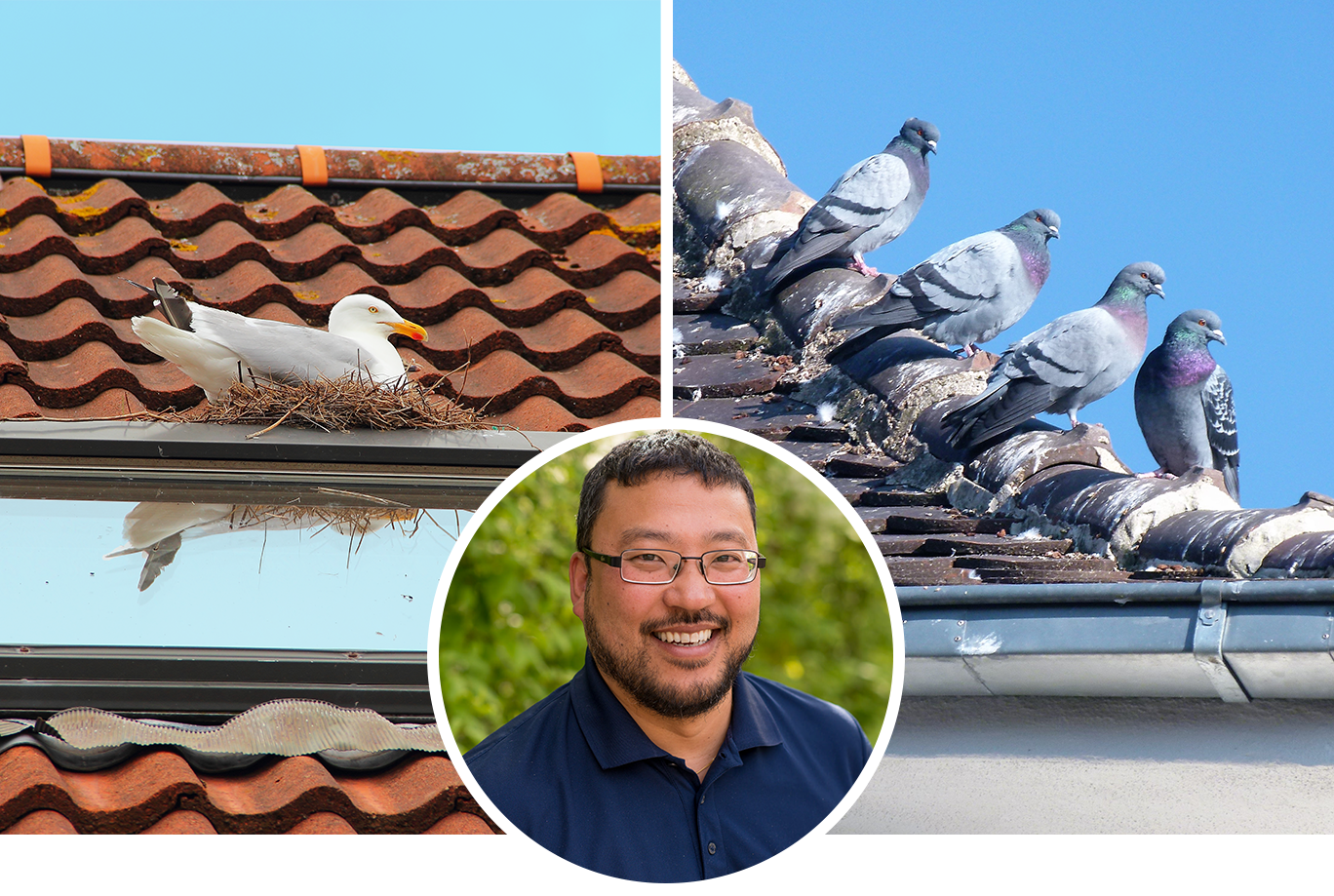 Collage med porträtt av Anticimex skadedjursexpert Thomas Persson Vinnersten, en häckande mås på ett villatak och duvor som siter på rad på ett hustak