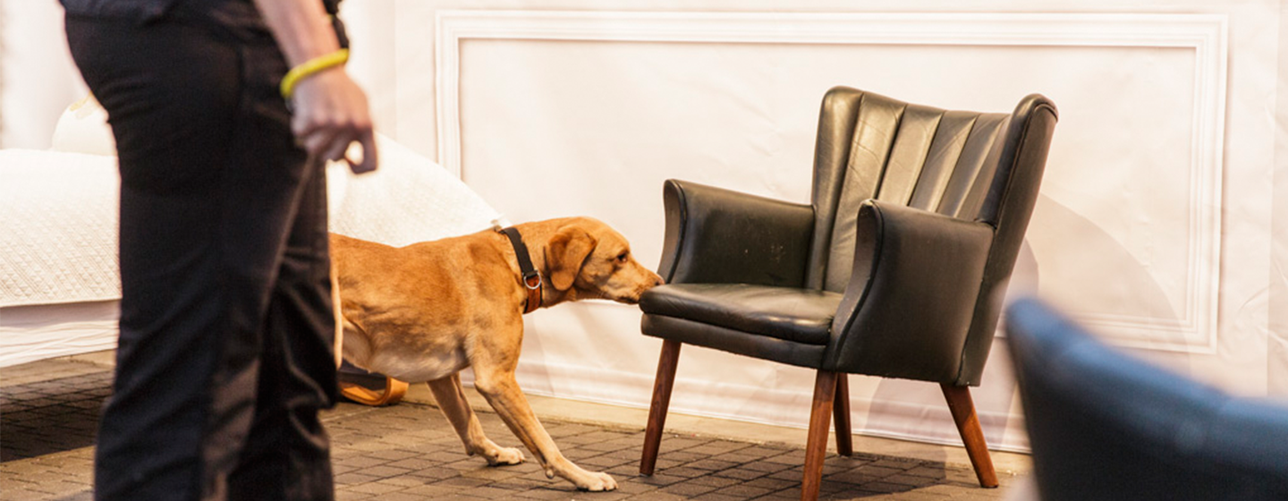 Vägglushund luktar på fåtölj