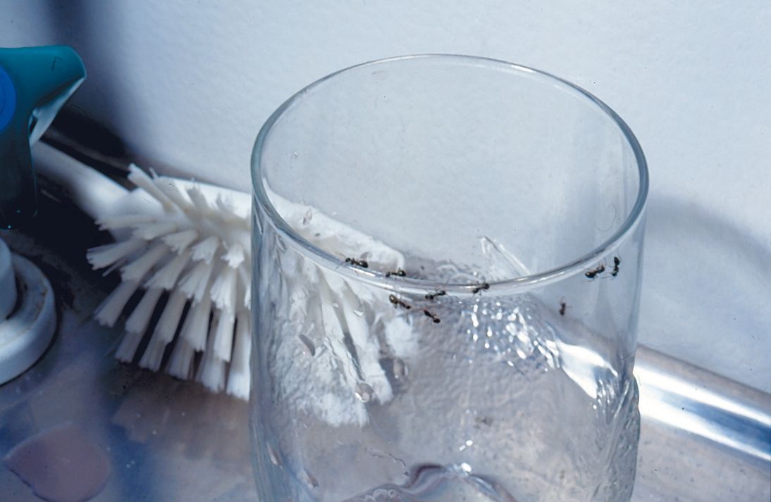 Svartmyror på kanten av ett glas