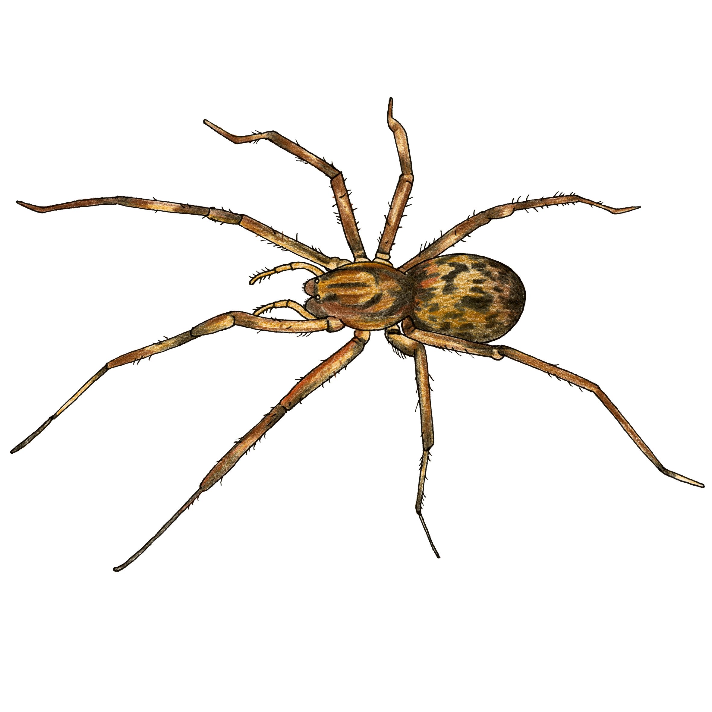 Husspindel, illustration