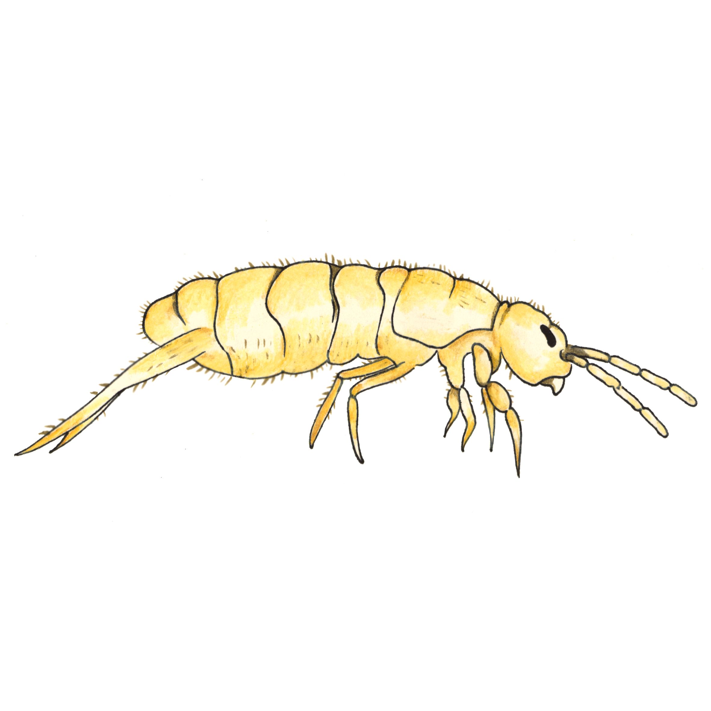 Hoppstjärt, illustration