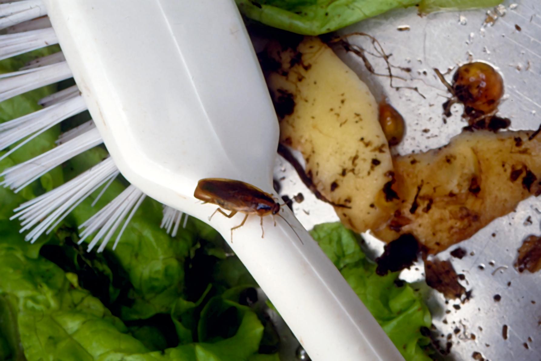 Tysk kackerlacka, Blatella germanica på diskborste