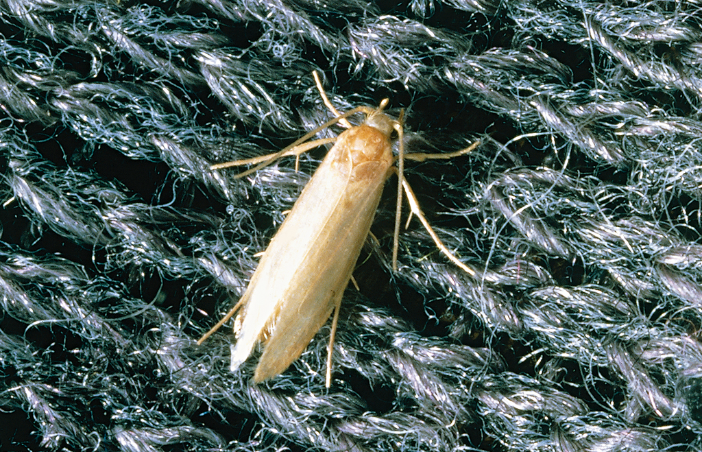 Klädesmal, malfjäril på matta