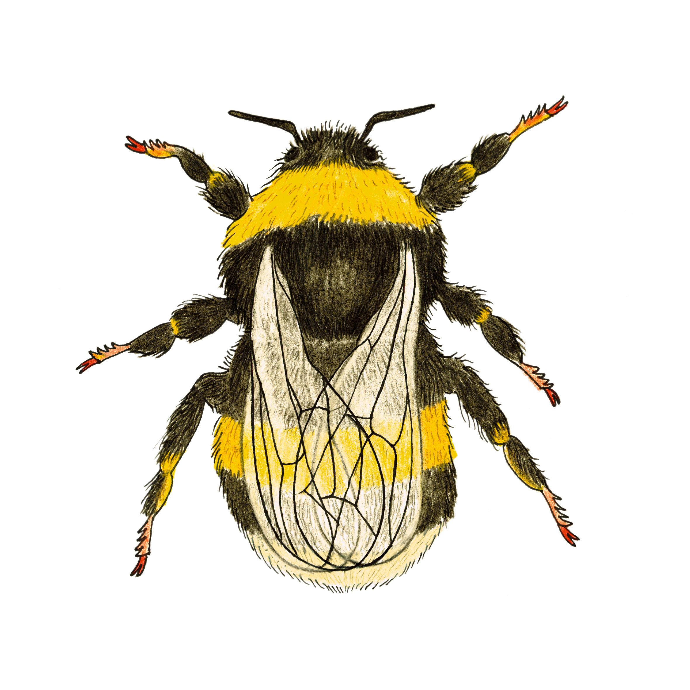 Humla, illustration