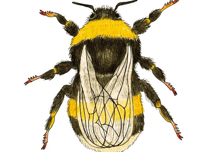 Humlor, humlestick och humlebon - Anticimex