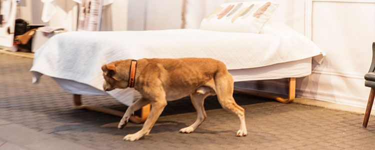 Vägglushund luktar på säng