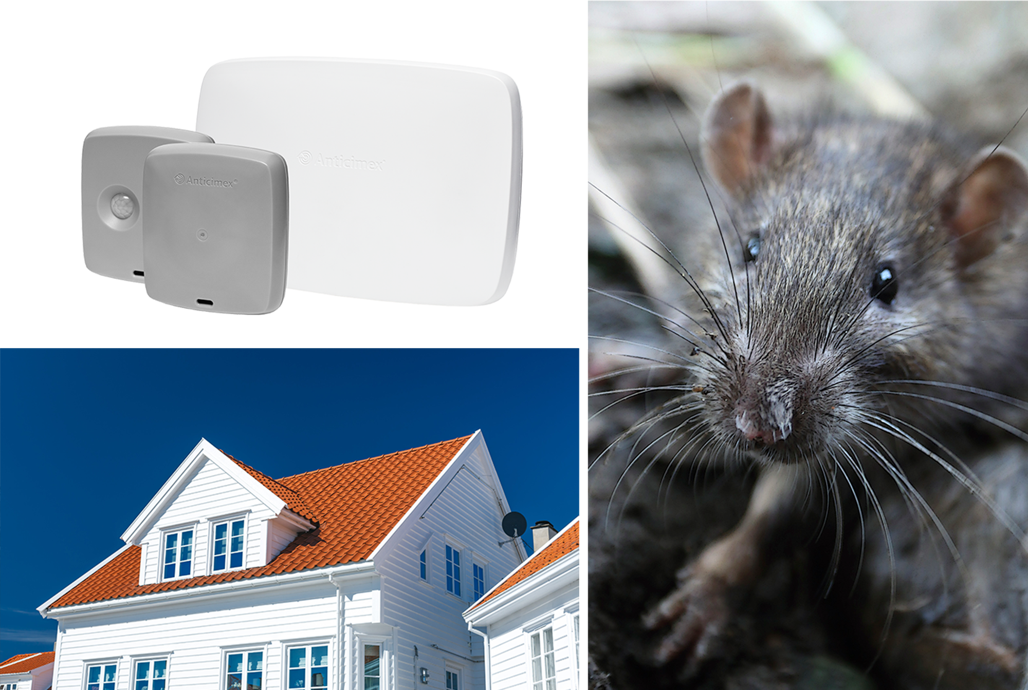 Collage med närbild av en brunråtta, Anticimex smarta sensorer i grått och ett vitt hus med rött tegeltak och klarblå himmel