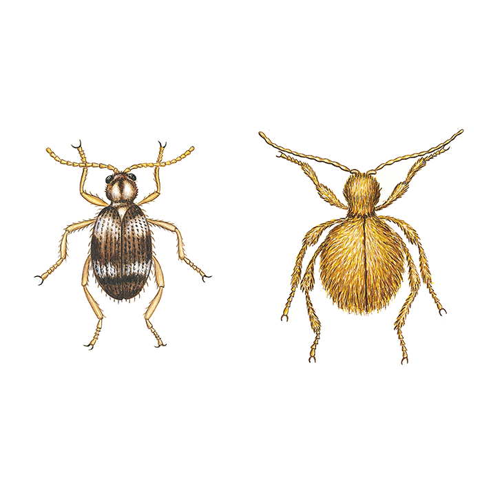 Tjuvbagge, mässingbagge, illustration